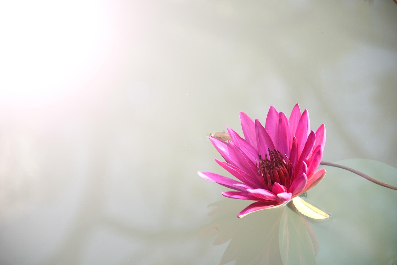 Do I Need to Lotus365 Review 2026: Bonus, App, Withdrawal Tested